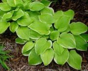 Funkia ‘Fragrant bouquet’ (Hosta)